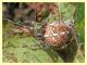 Araneus diadematus Anzio 23.11.2012 (1).jpg