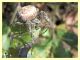 Araneus diadematus Anzio 23.11.2012 (2).jpg