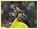 probabile Larinioides cornutus Roma Aniene 7.11.2012.jpg