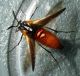 Metoecus-paradoxus-2.jpg