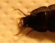 Larva ingrandita capo.JPG