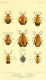 illustrationsoft00brit_0109.jpg