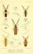 illustrationsoft00brit_0131.jpg