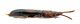 Comb0683_20jcr.jpg