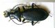 Relictocarabus.JPG
