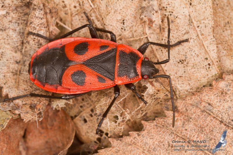 IMG_9231_Pyrrhocoris_apterus.jpg