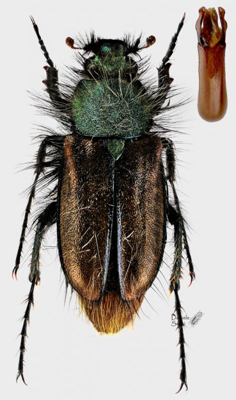 Pygopleurus1.jpg