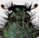 Pygopleurus1 testa.jpg