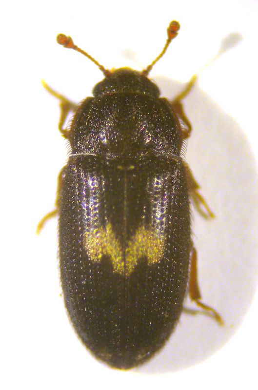 Byphyllidae copia.jpg