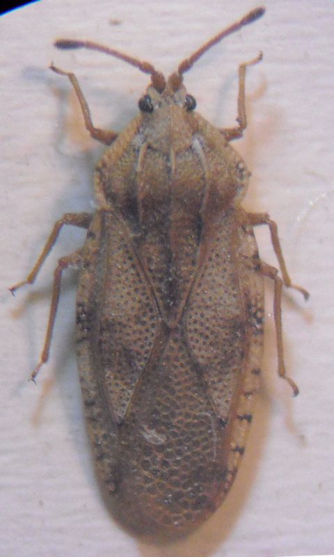 Tingis angustata A.jpg