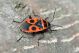 _DSC0145_Pyrrhocoris-apterus-f_velka.jpg