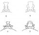 brachy heads.JPG