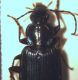 agonum 2.jpg