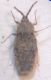 Tingis crispata 1 A.jpg