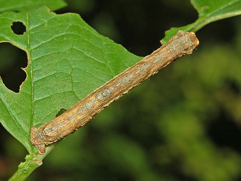 Geometridae - Caterpillar-1.JPG