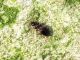 anthicidae o.JPG