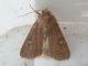Xestia_xanthographa_adulto (1).jpg