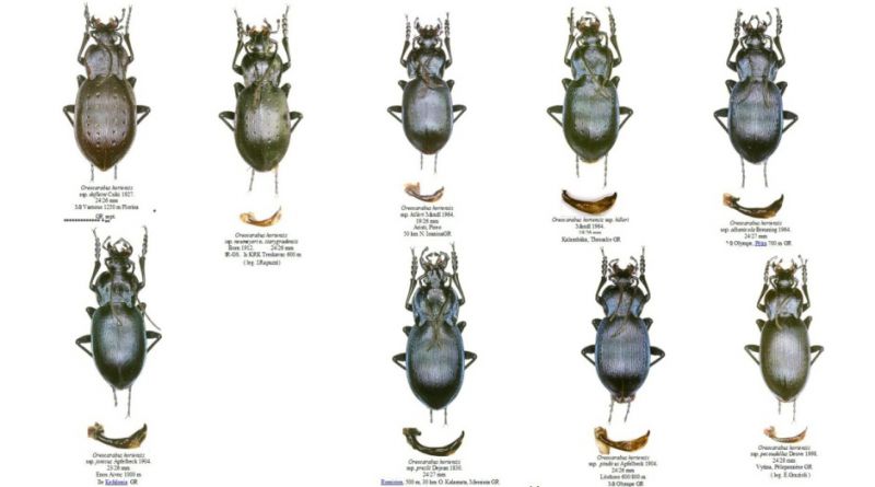 oreocarabus_724.jpg