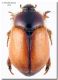 Calicnemis latreillei.jpg