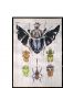 goliatus3.jpg