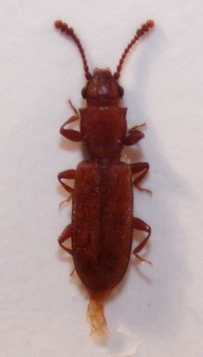 Silvanus sp. cf..jpg