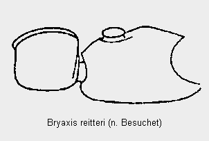 bryaxis_reitteri_f.gif