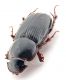 Comb0697_28cr.jpg