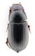 Comb0692_14jcr.jpg