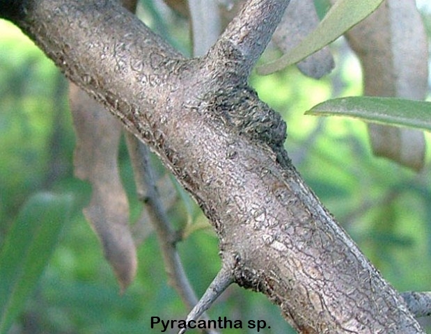 pyracantha.jpg