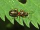 20090728argentera014.jpg