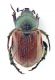 Comb0711_10cr.jpg