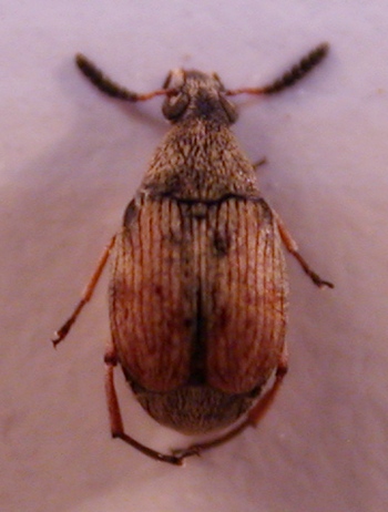 Bruchidae1.jpg