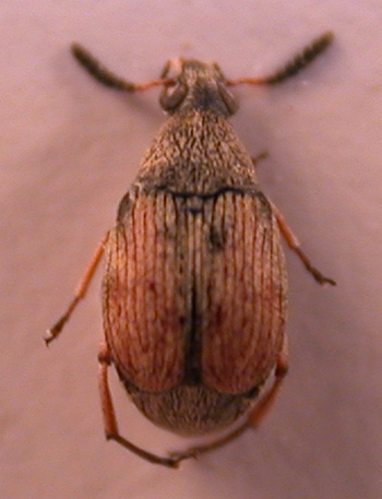 Bruchidae2.jpg