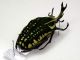 3-Chelorrhina poliphemus mm.73 - Zaire - montata su cartellino da 55x20.JPG