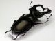 1-Lucanus cervus 78 mm. - Mosnigo (TV) - montato su cartellino 55x20.JPG