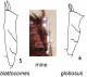hind tibiae Dasygnathus.png