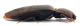 Comb0715_20cr.jpg