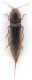 Comb0717_16cr.jpg