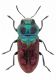 A suzannae male F.jpg