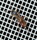 Ichneumonidae_modificato-1.jpg