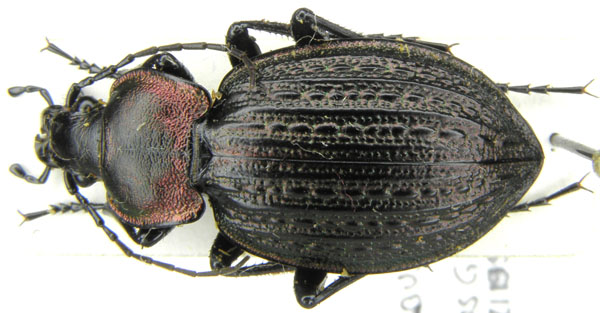 C. (Eurycarabus) famini algiricus Géhin, 1885 - 24mm - Algeria, Tizi Ouzou.JPG