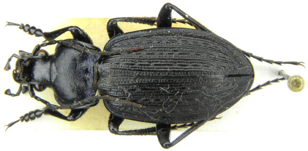 C. (Eurycarabus) famini berberus Géhin, 1885 - 21mm - Algeria, Kabylia.JPG