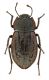 Asida nurrae_maschio.jpg