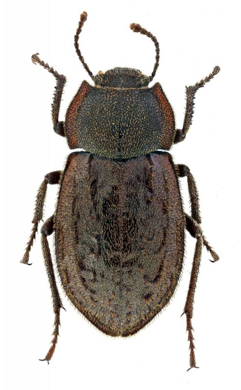 Asida nurrae_maschio.jpg