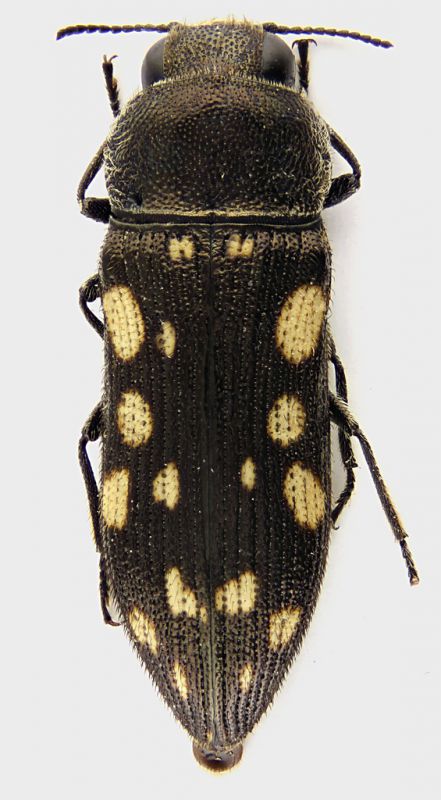 Acmaeodera_Iran_fem_grey.jpg