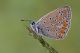 IMG_4797_1000px.jpg