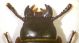 Tenebroides fuscus 005 copia.jpg