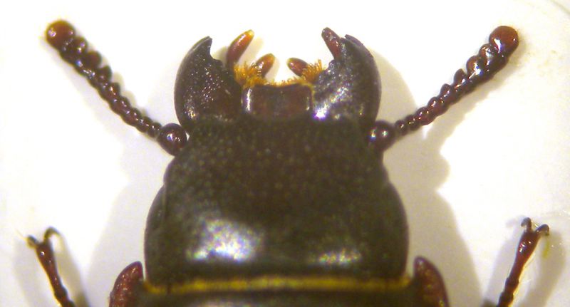 Tenebroides fuscus 005 copia.jpg