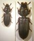 Tenebroides fuscus 003 copia.jpg