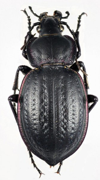 Carabus%20famini_femmina.jpg